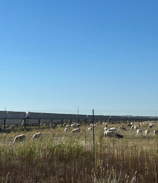 Agrivoltaics and Ecovoltaics